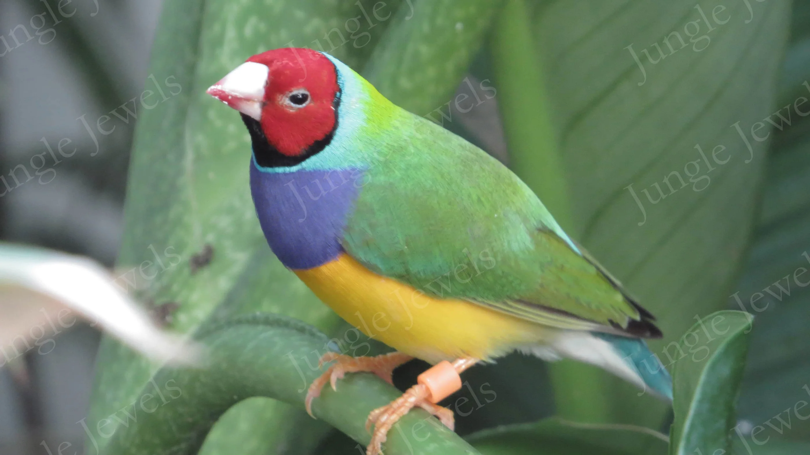 gouldian finches
