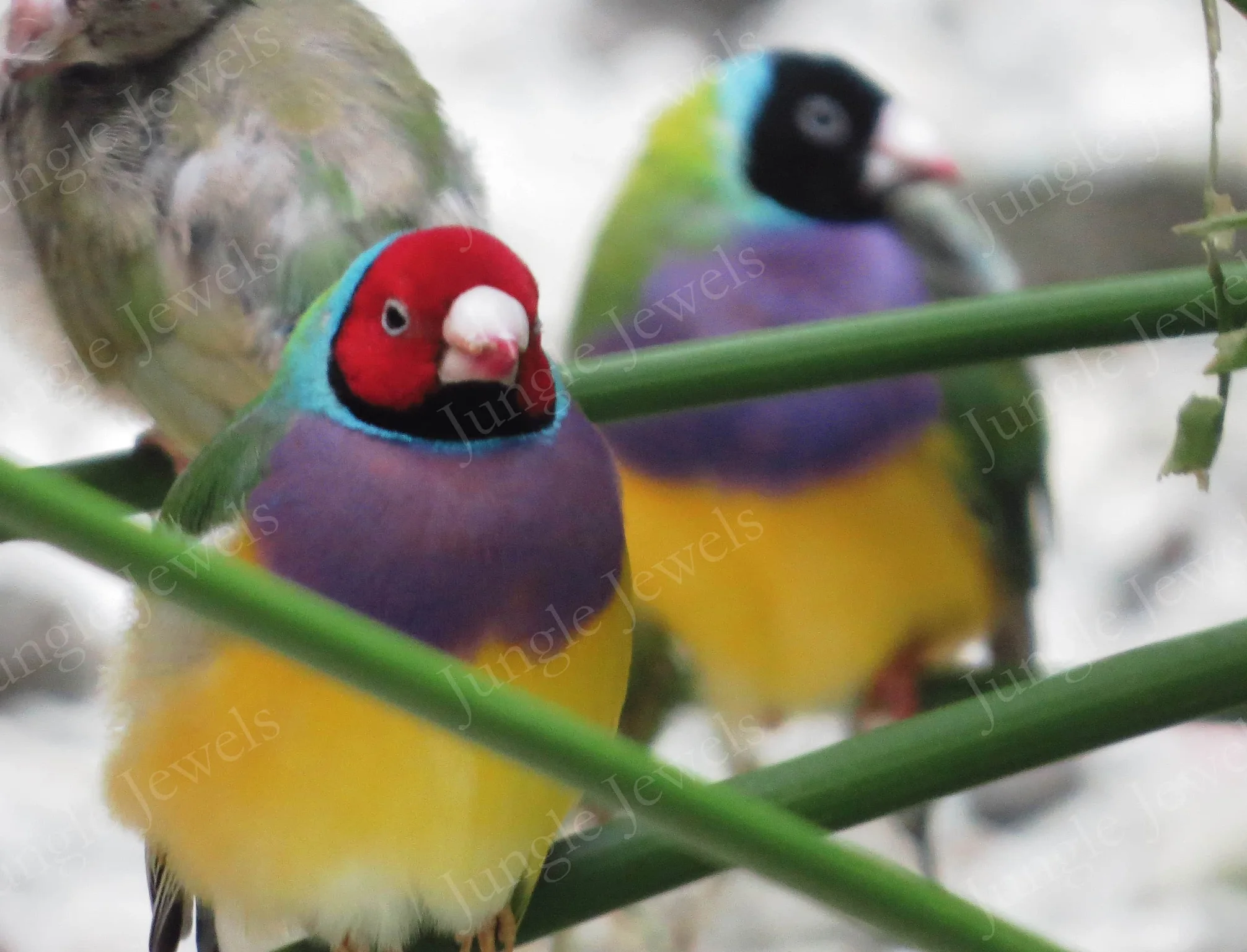 gouldian finches