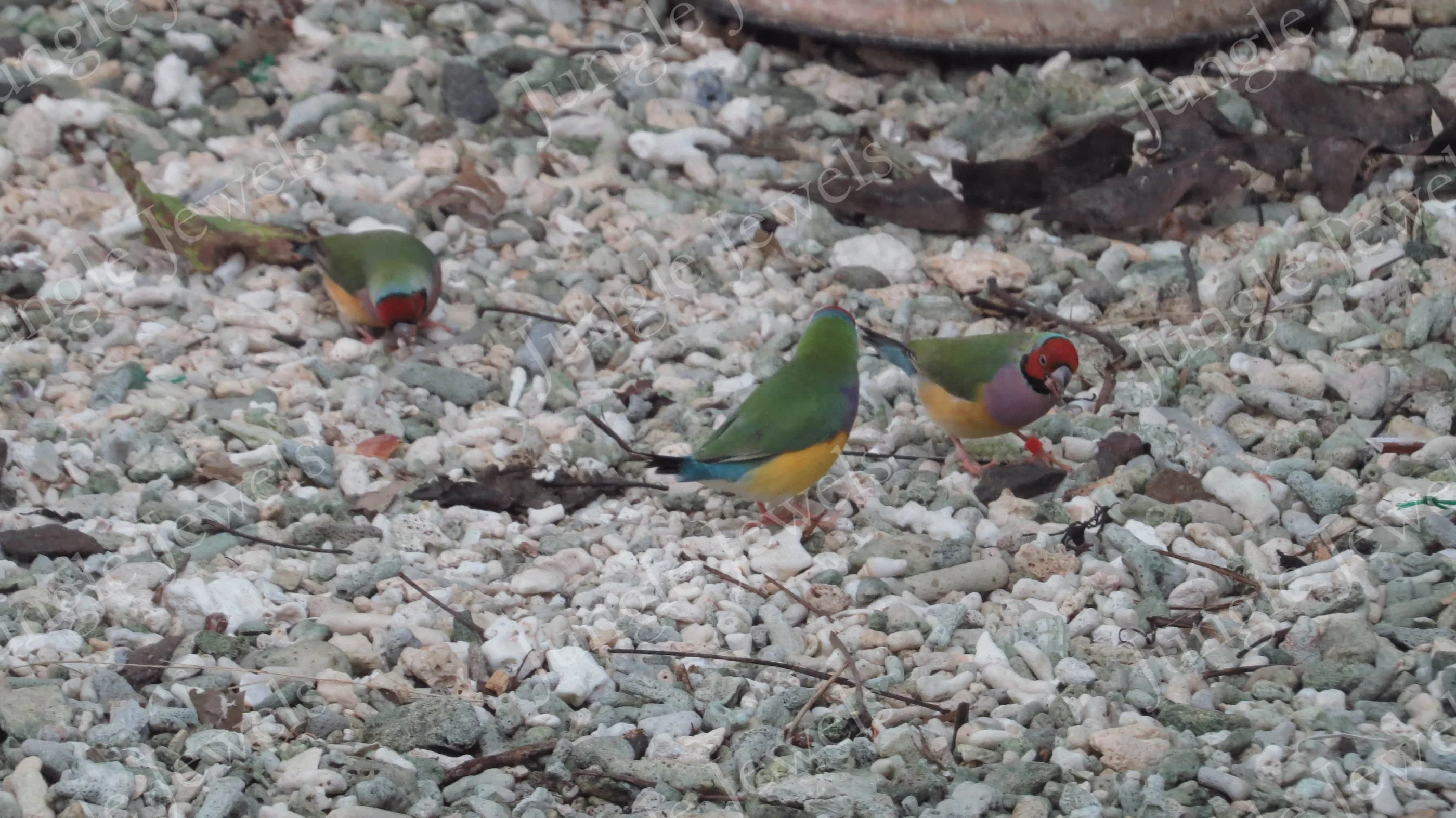 gouldian finches