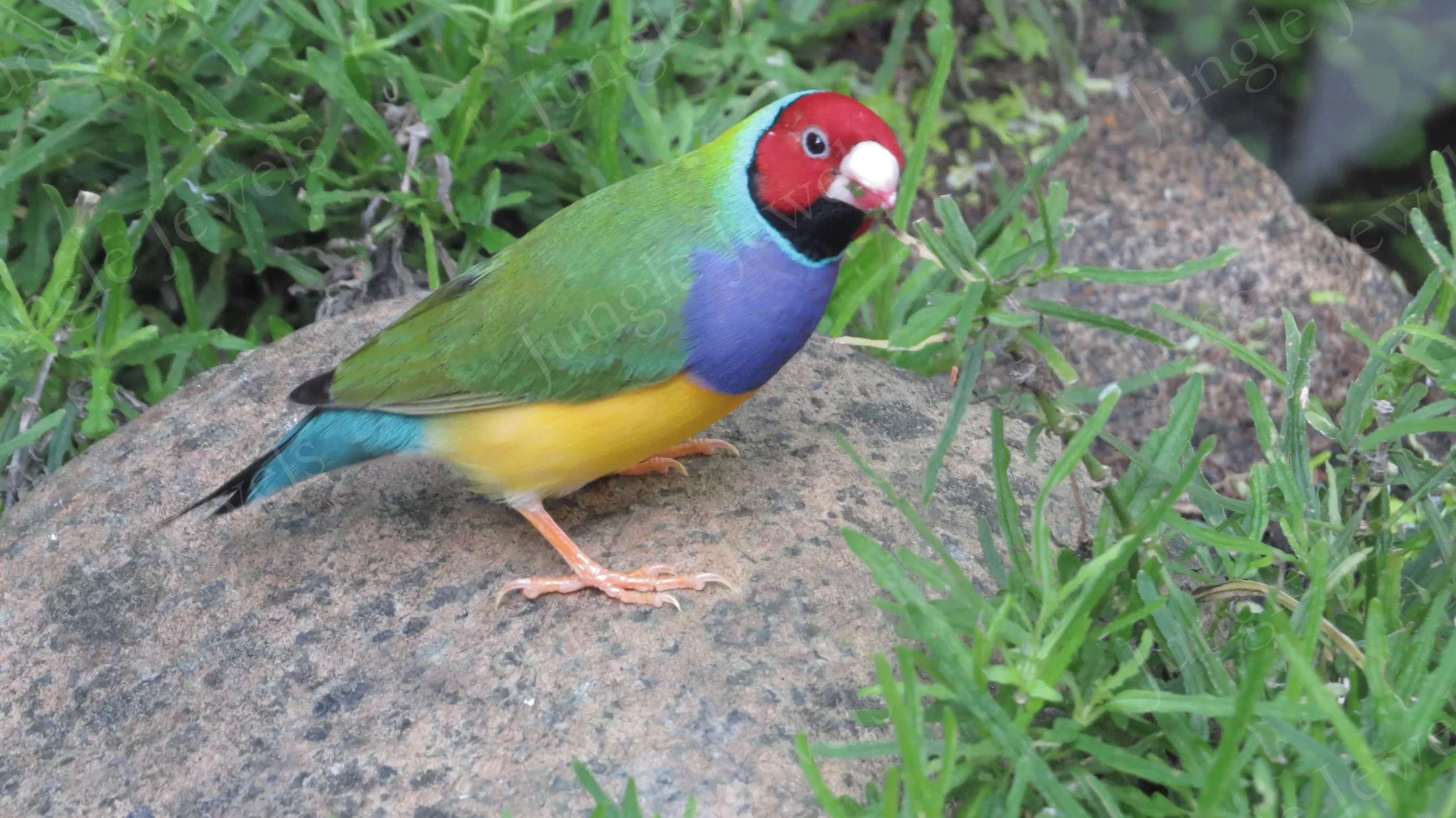 gouldian finches