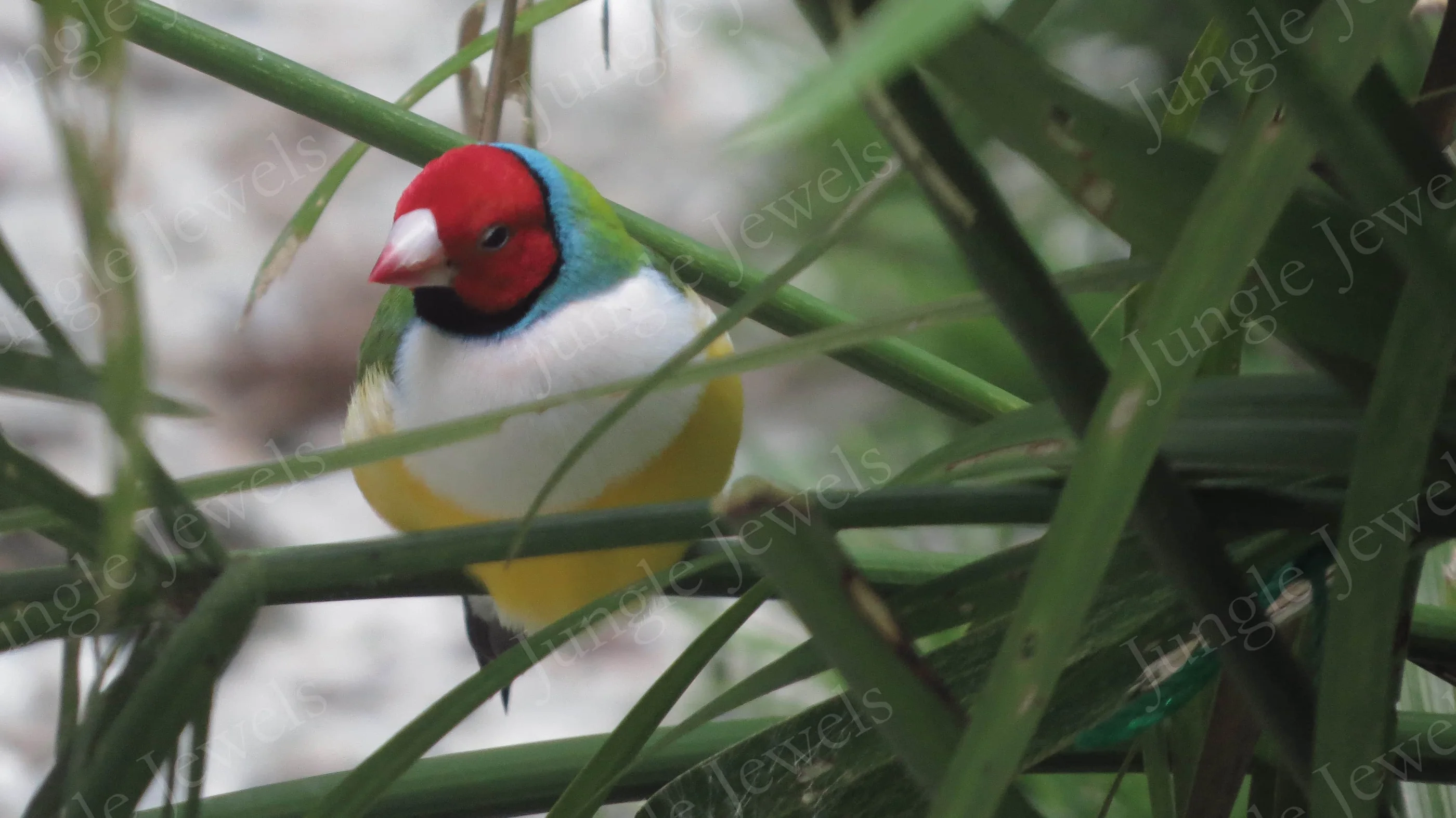 gouldian finches