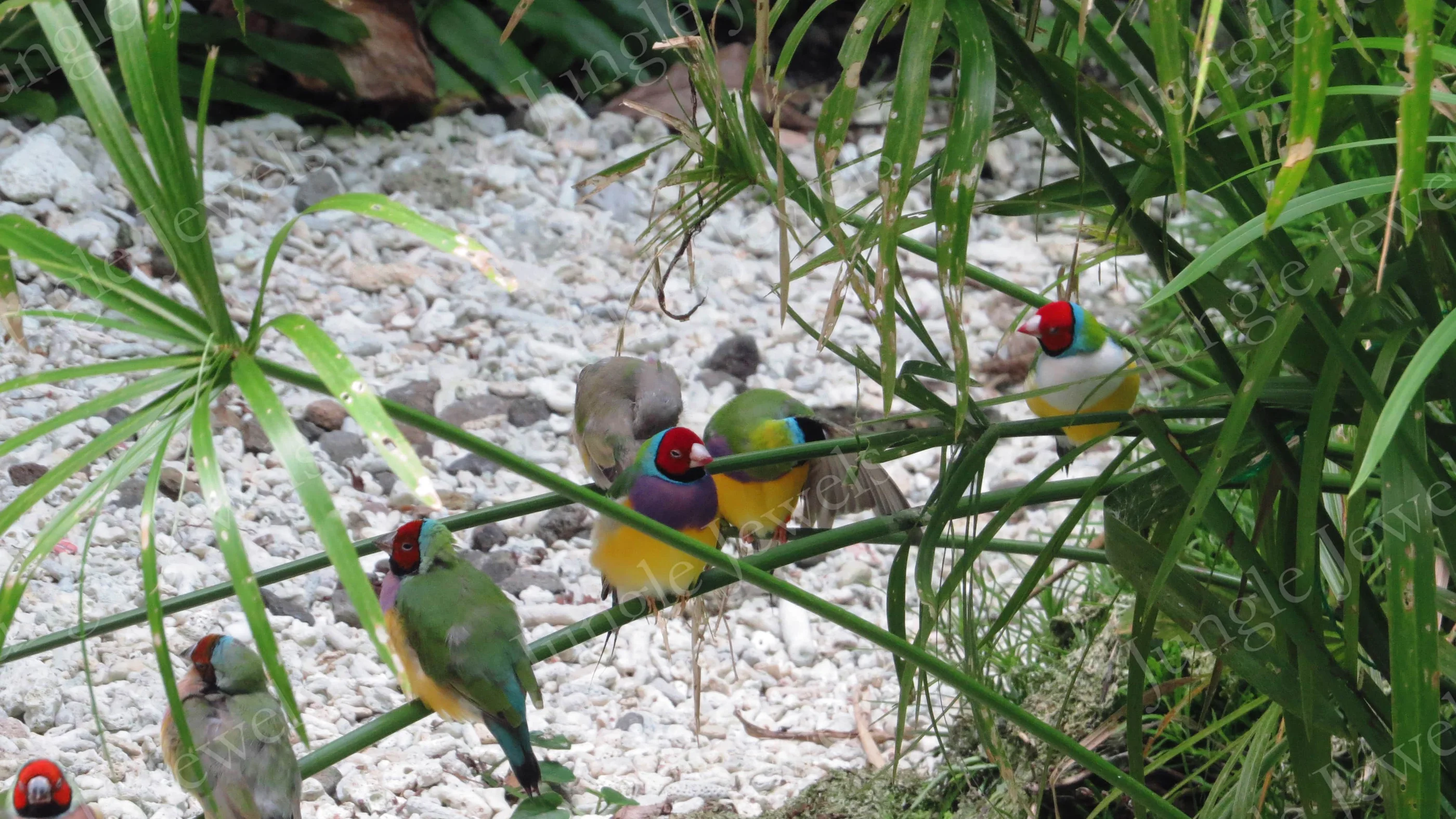 gouldian finches