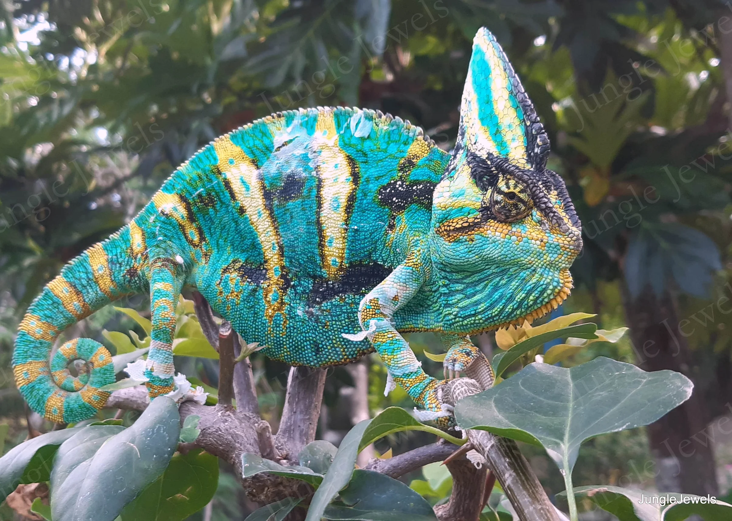 veiled chameleon