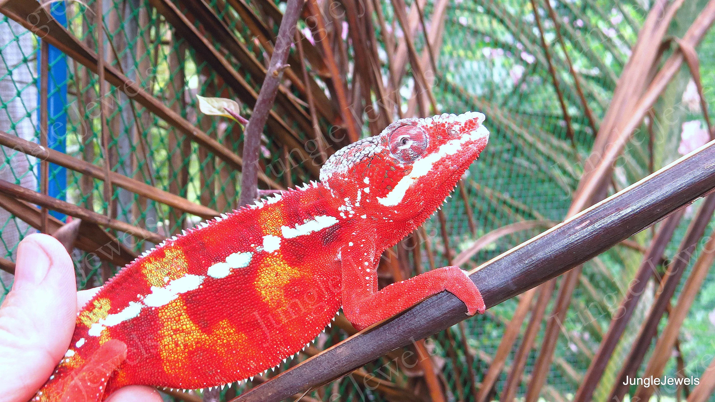 panther chameleon