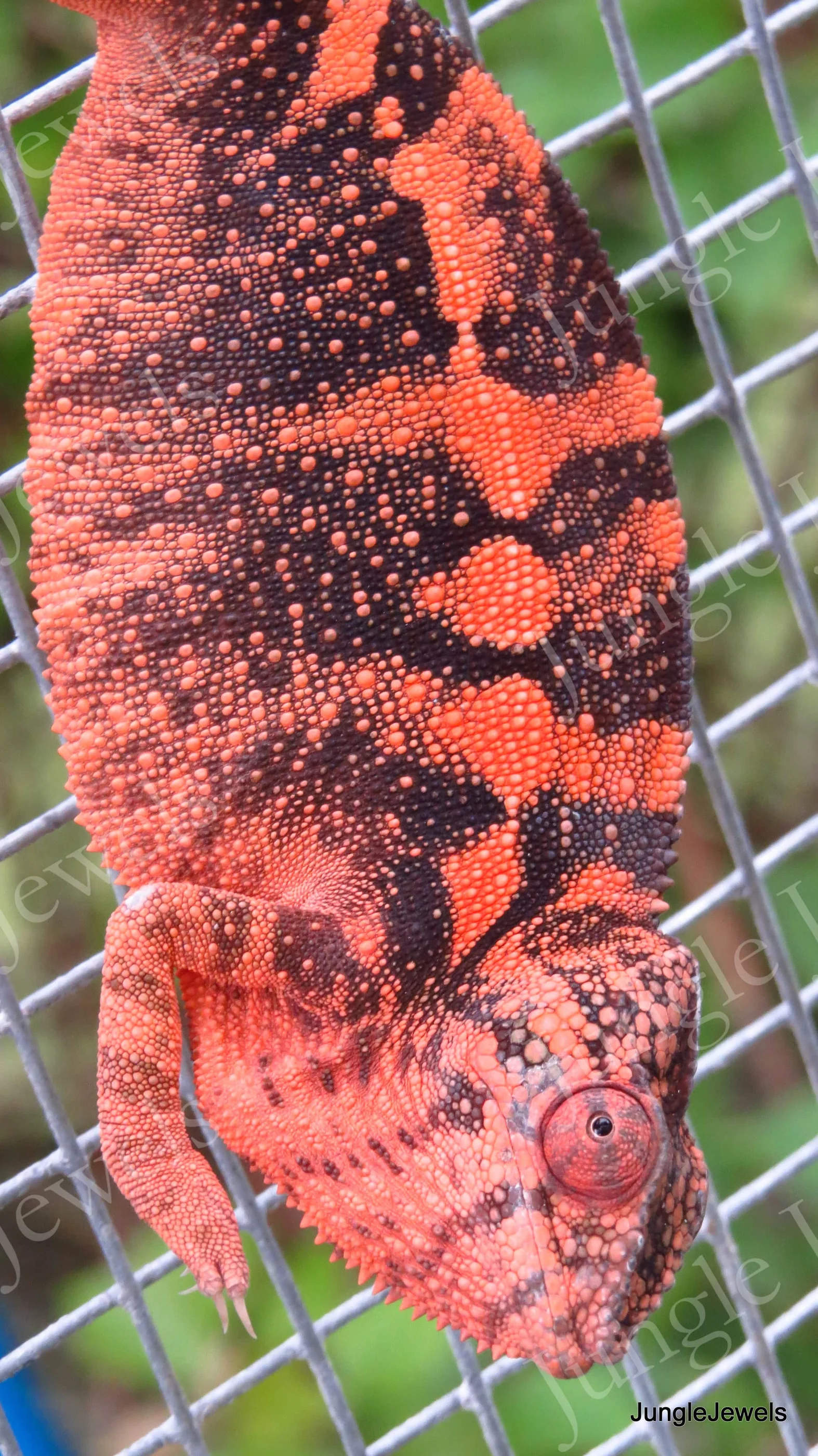 panther chameleon