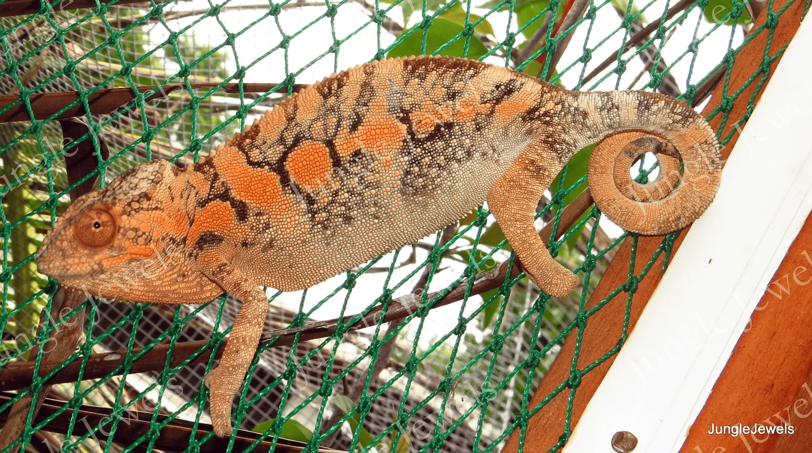 panther chameleon