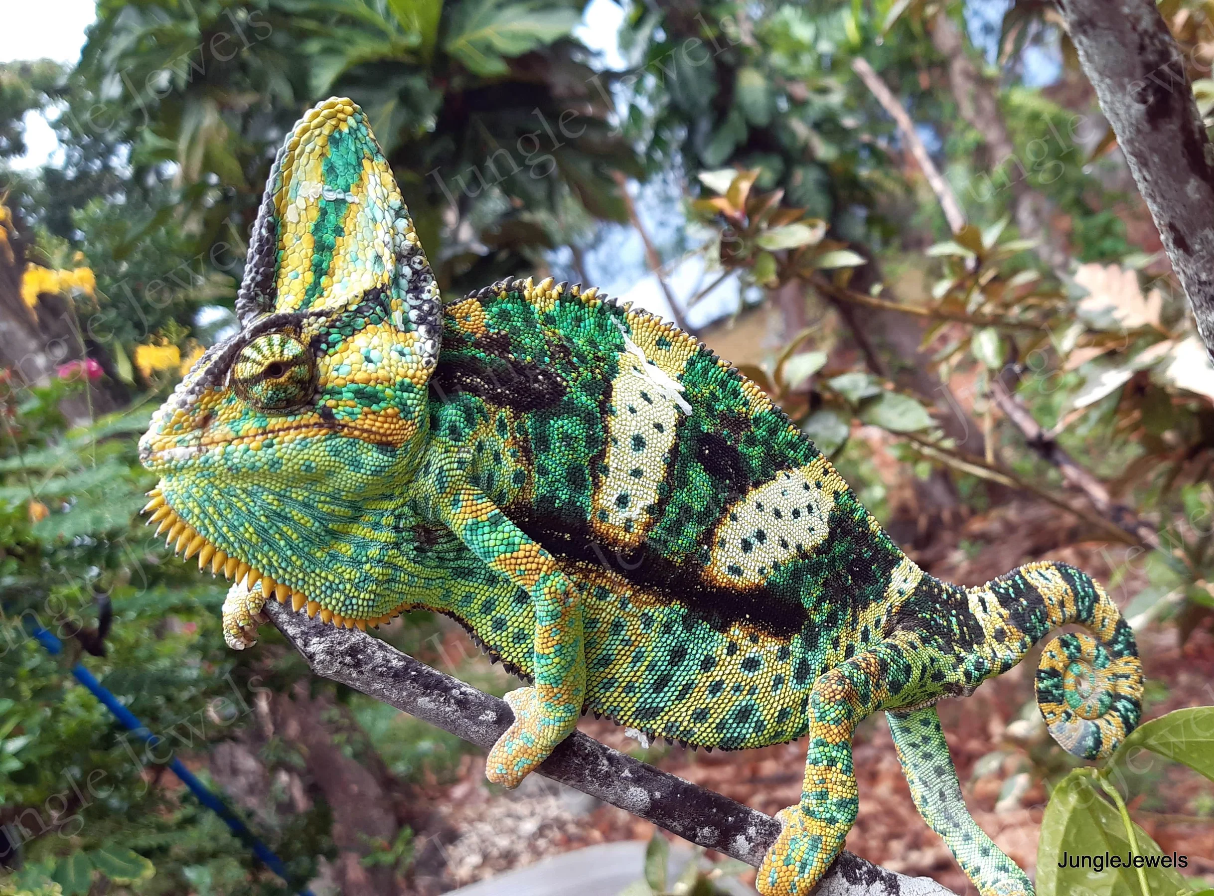 veiled chameleon