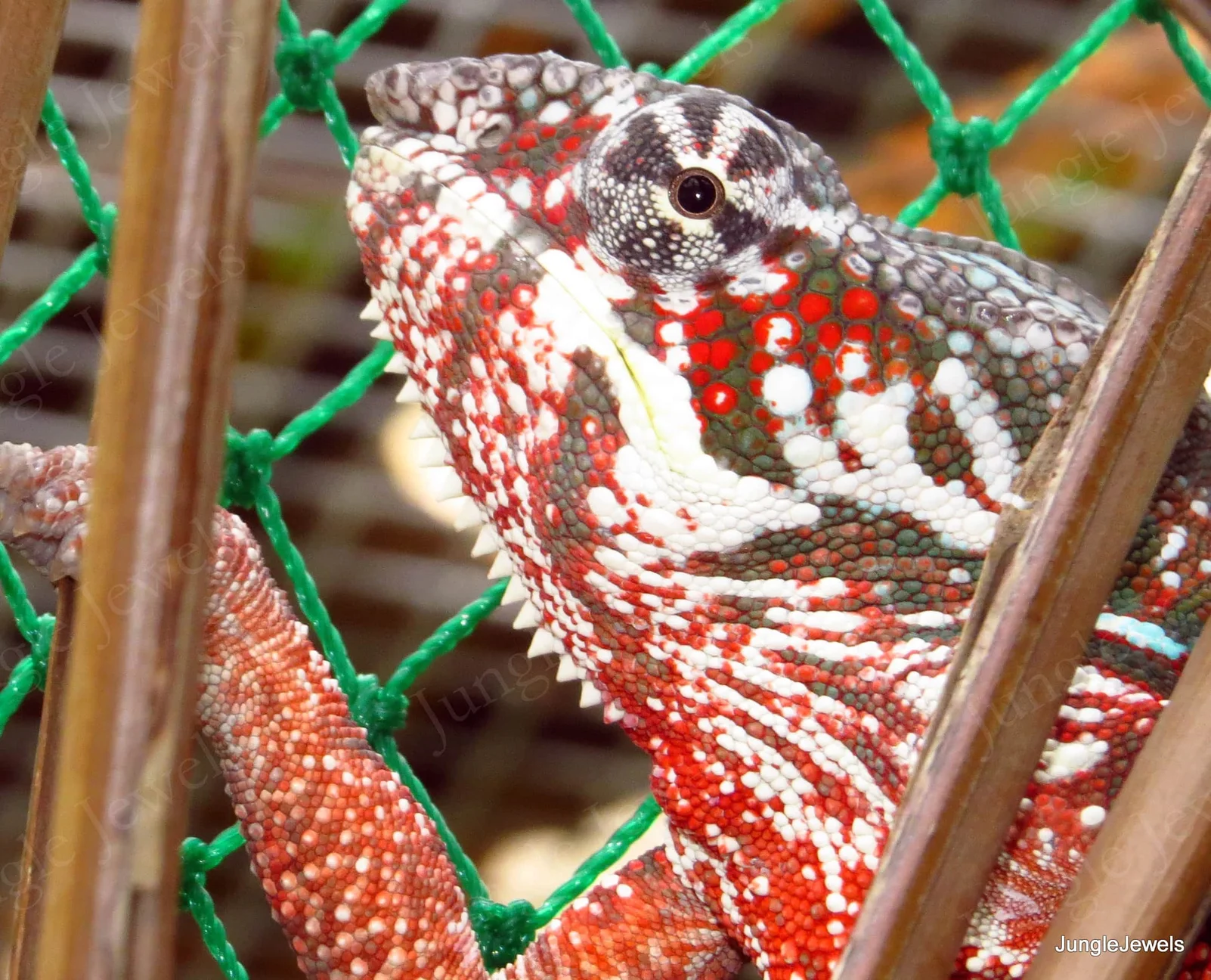 panther chameleon