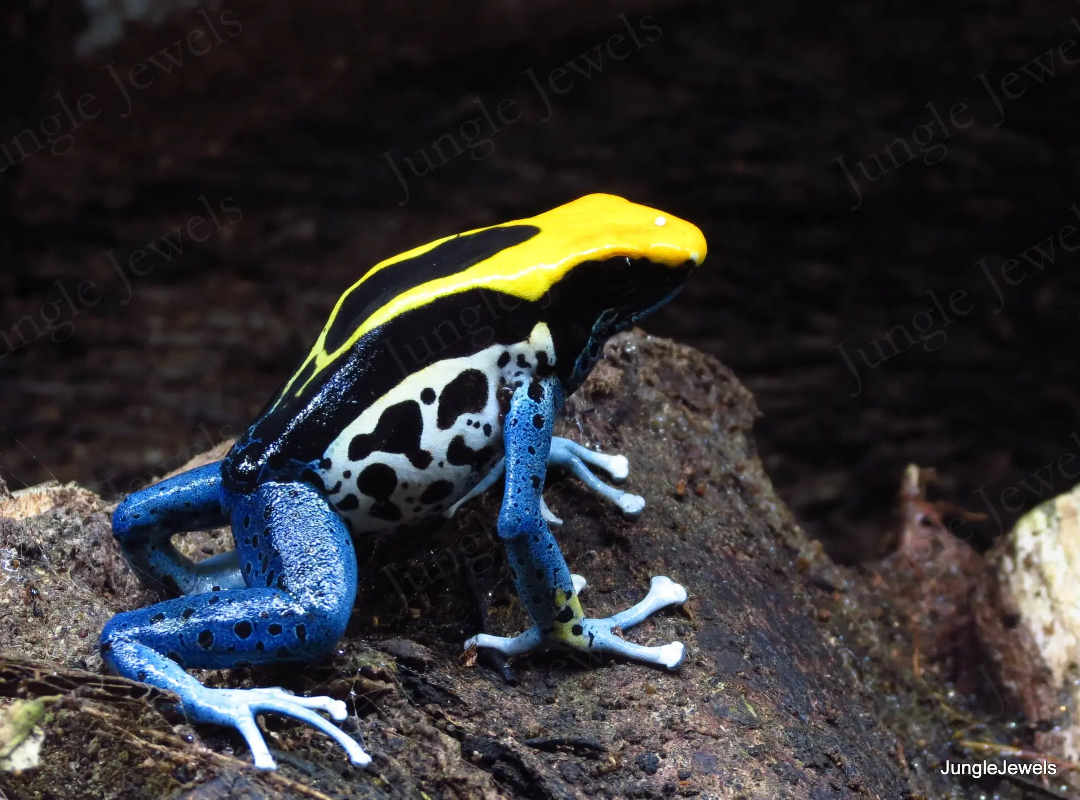 poison dart frog