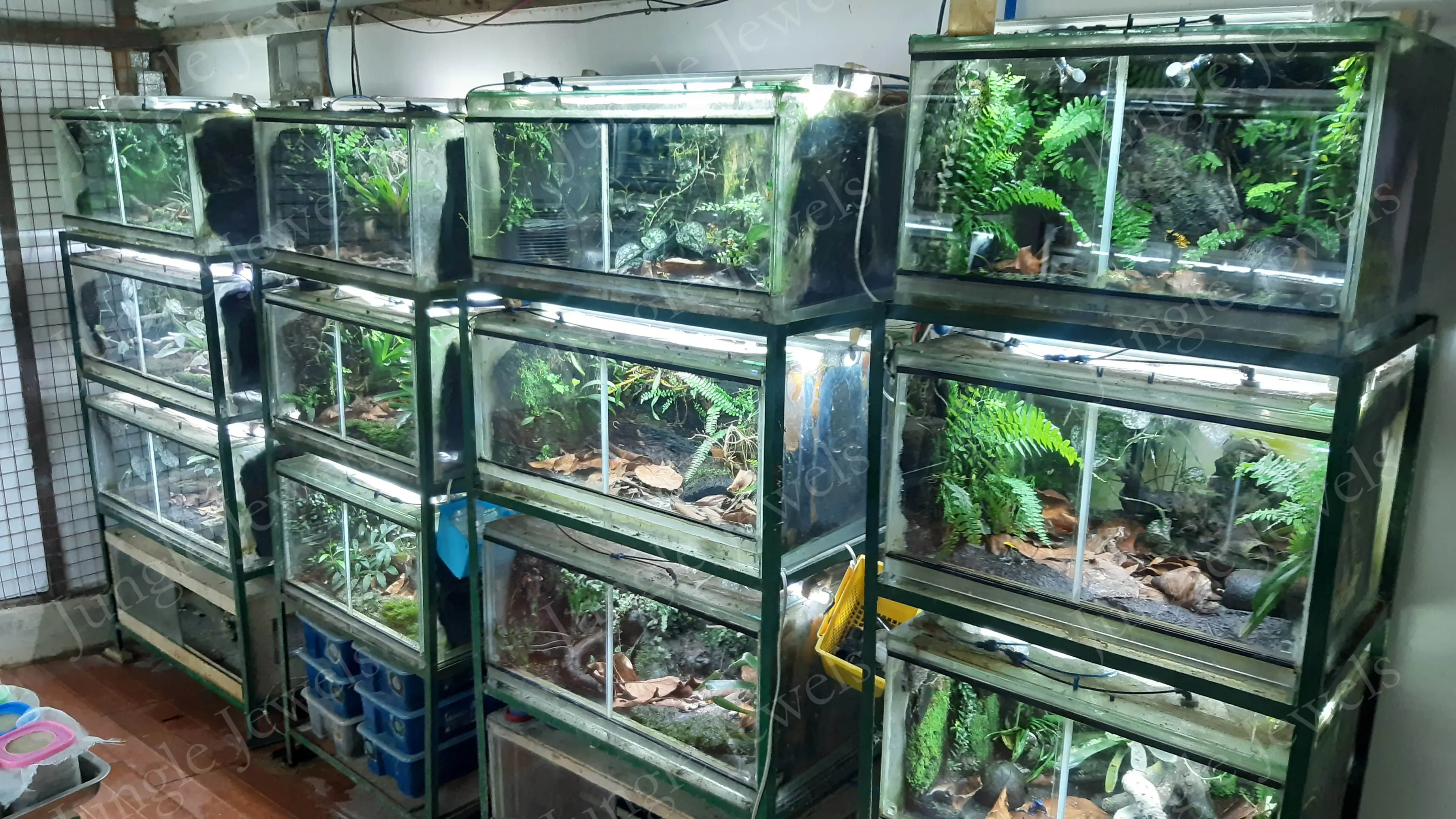 frog habitat