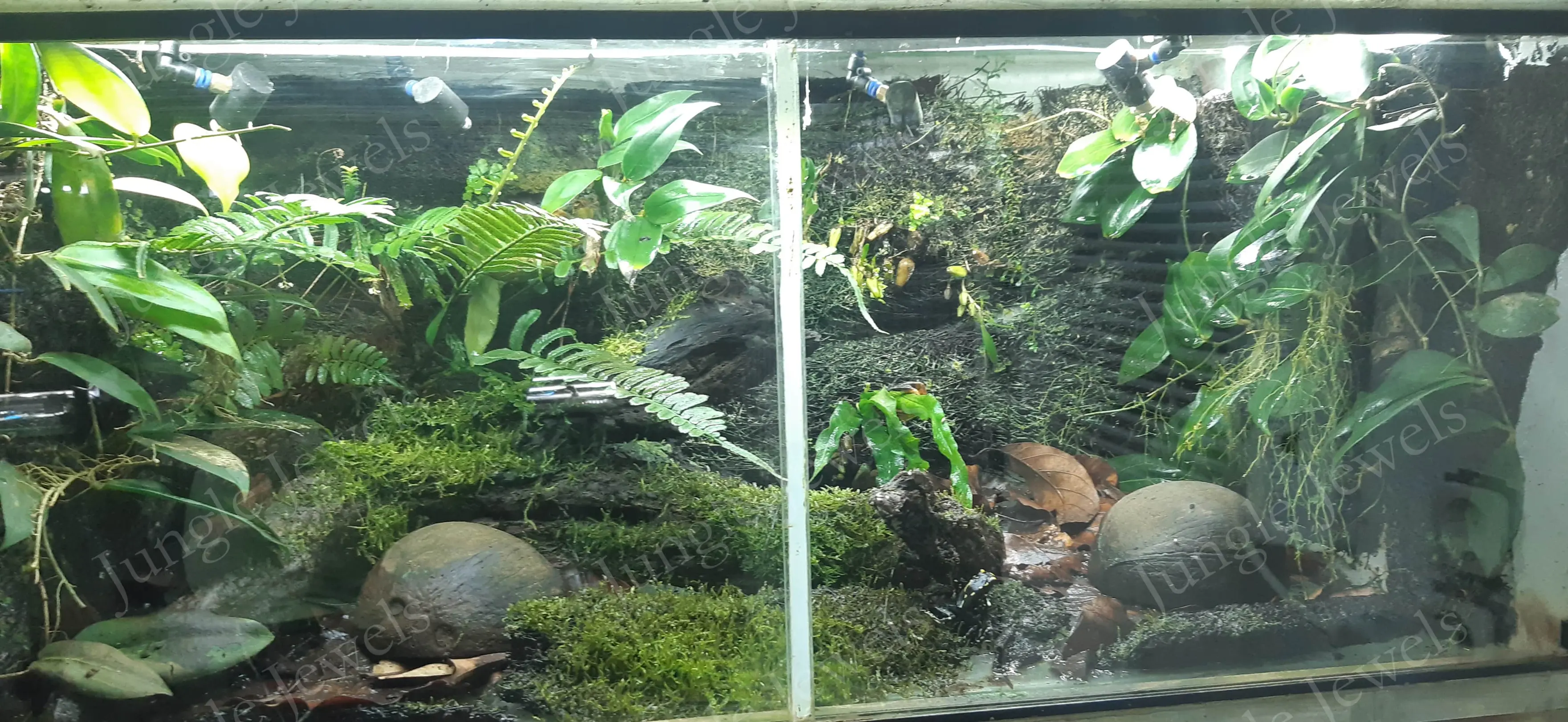 frog habitat