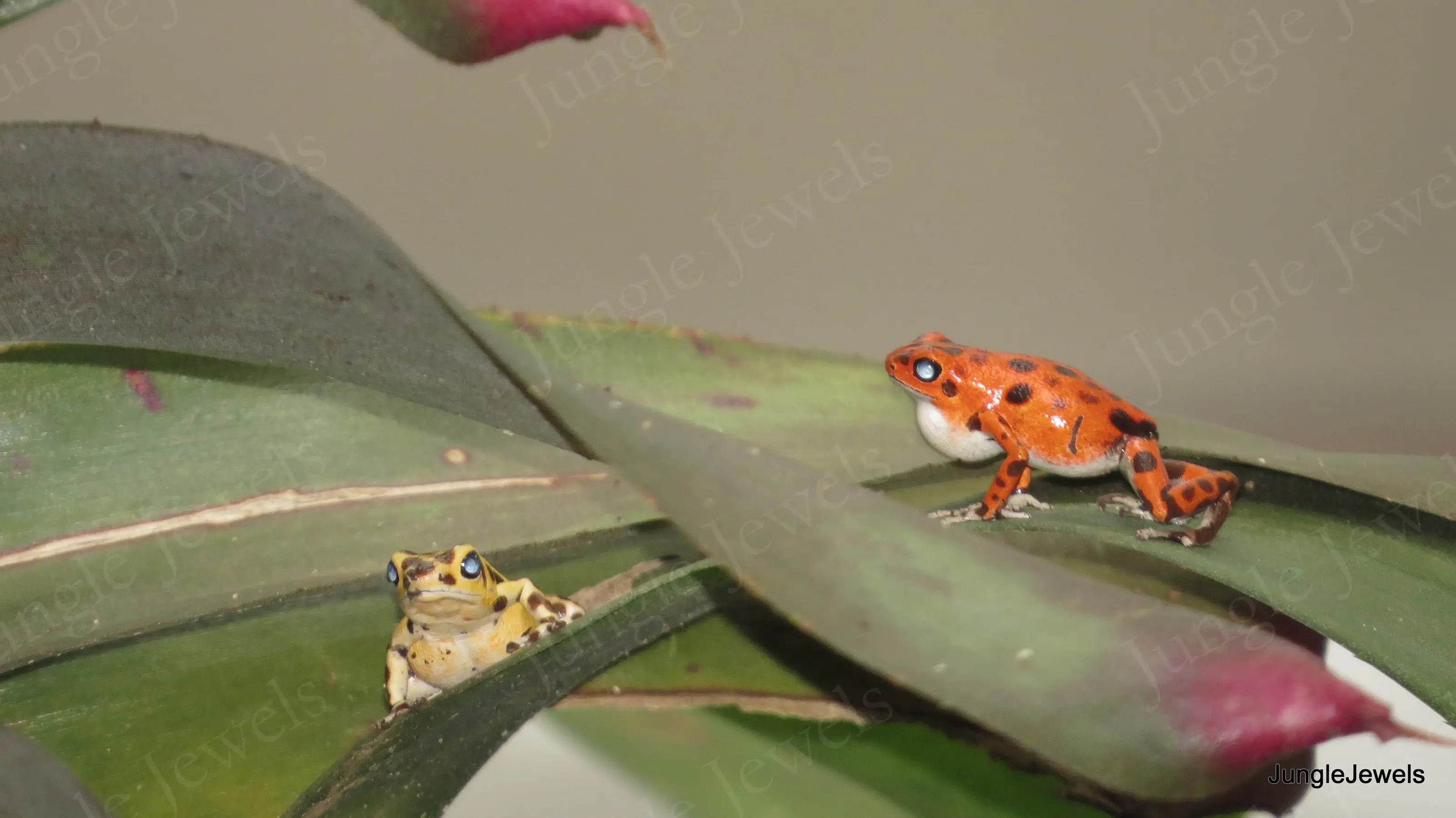 poison dart frog