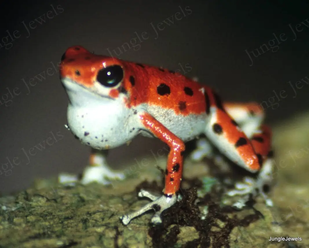 poison dart frog