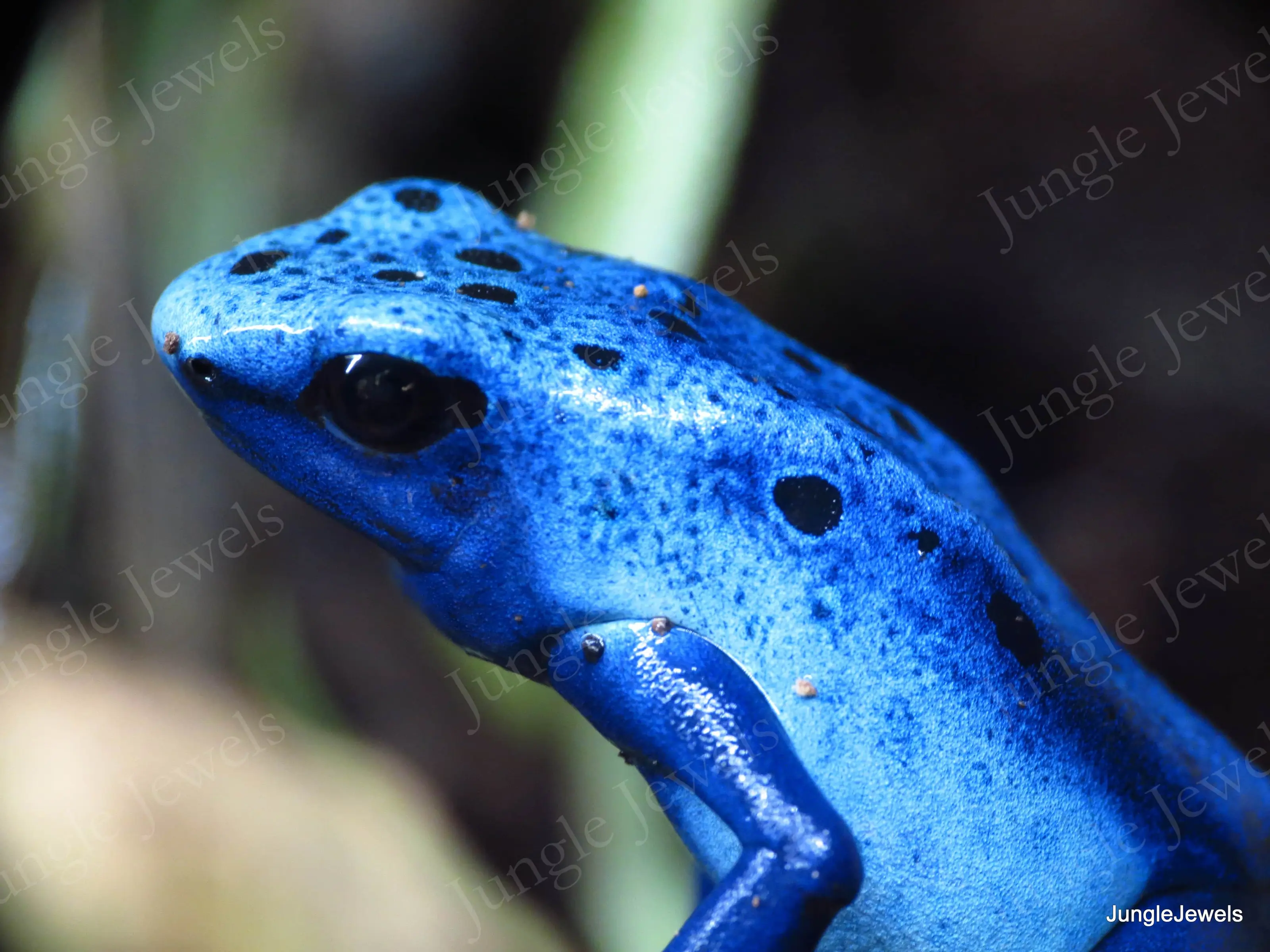 poison dart frog