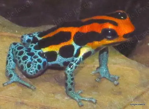 poison dart frog