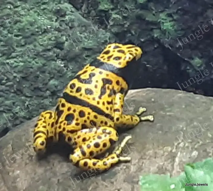 poison dart frog