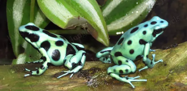 poison dart frog