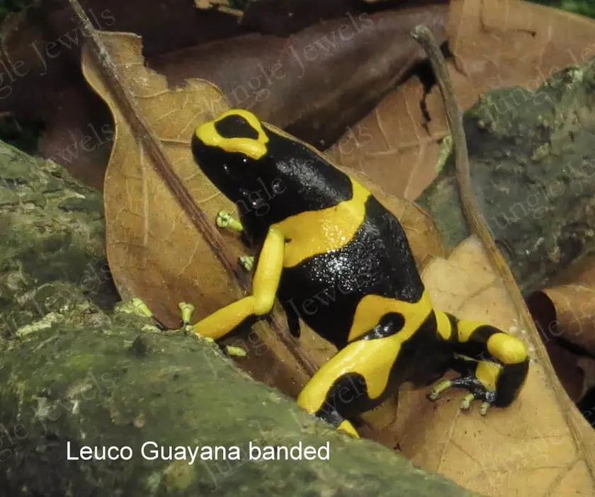 poison dart frog