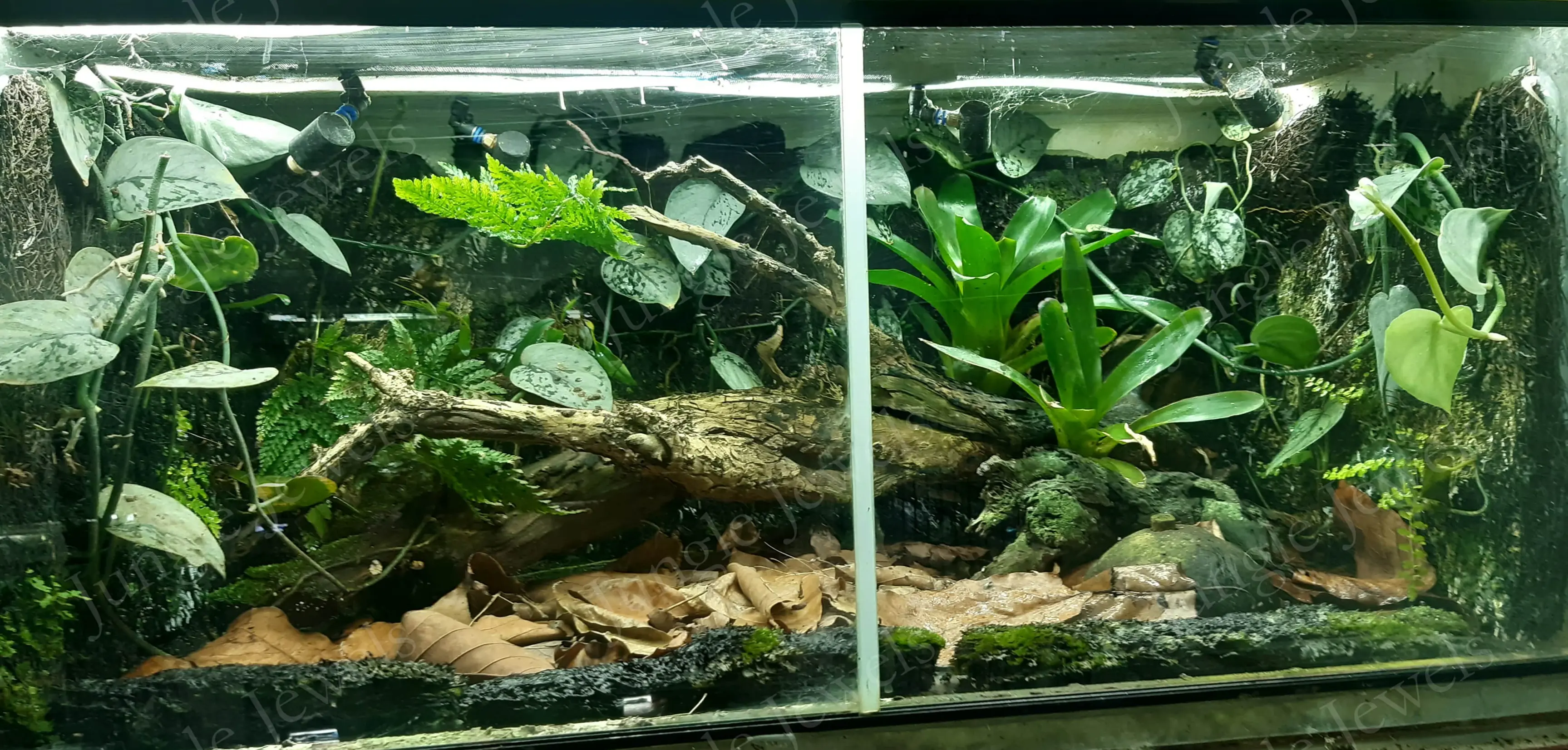 frog habitat