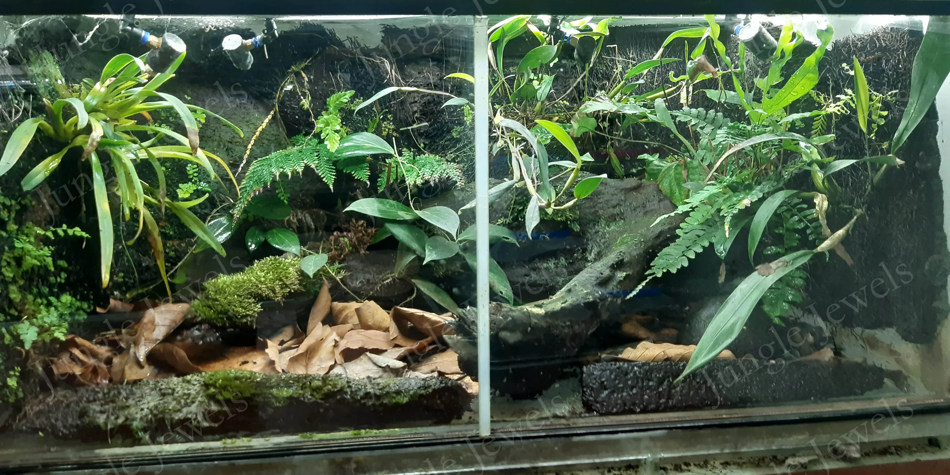 frog habitat