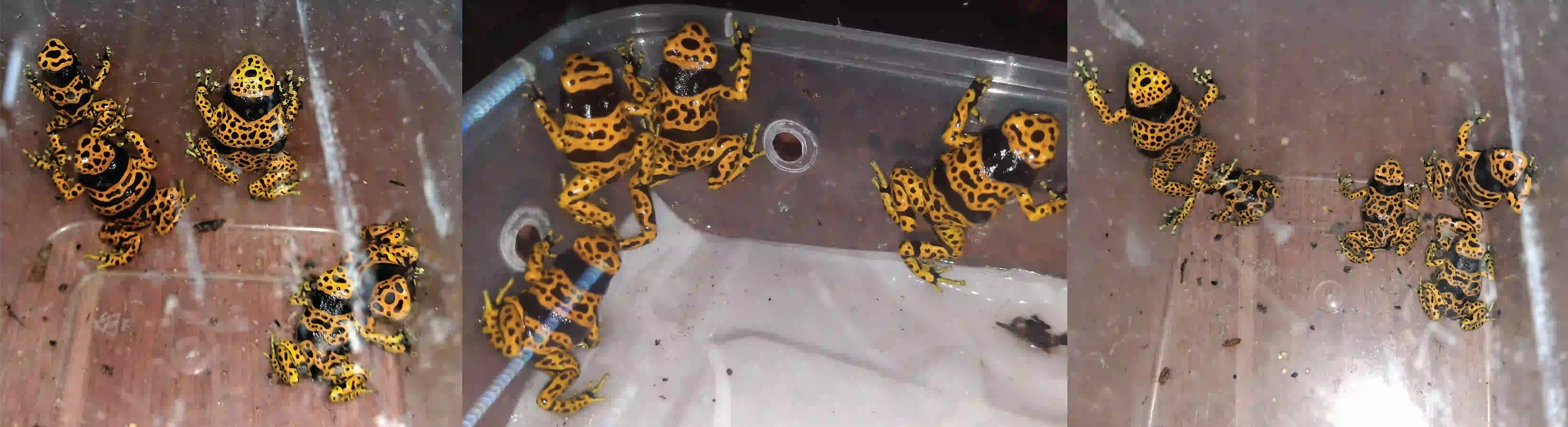 dendrobates leucomelas, bublebee poison dart frogs