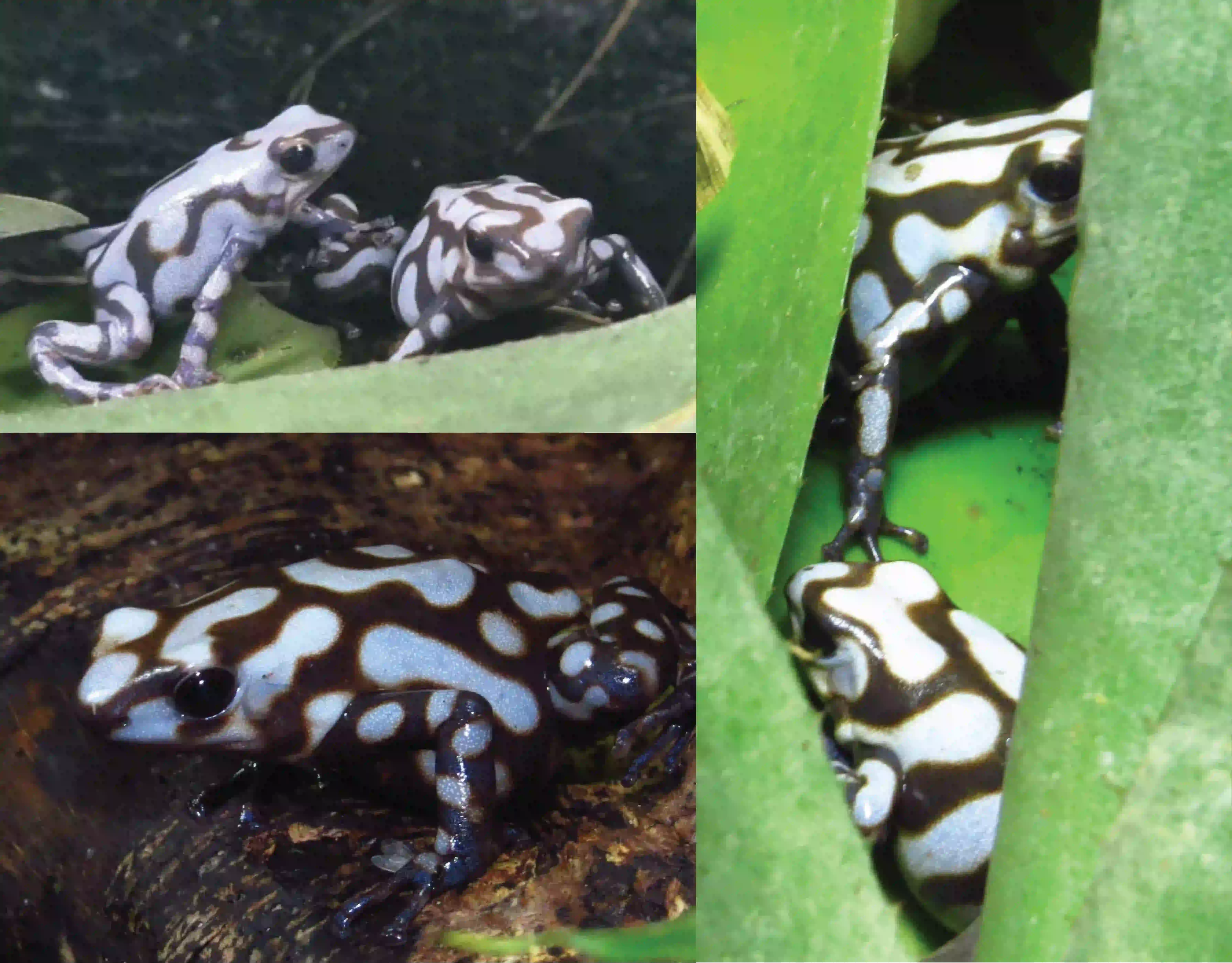 dendrobates 6 months
