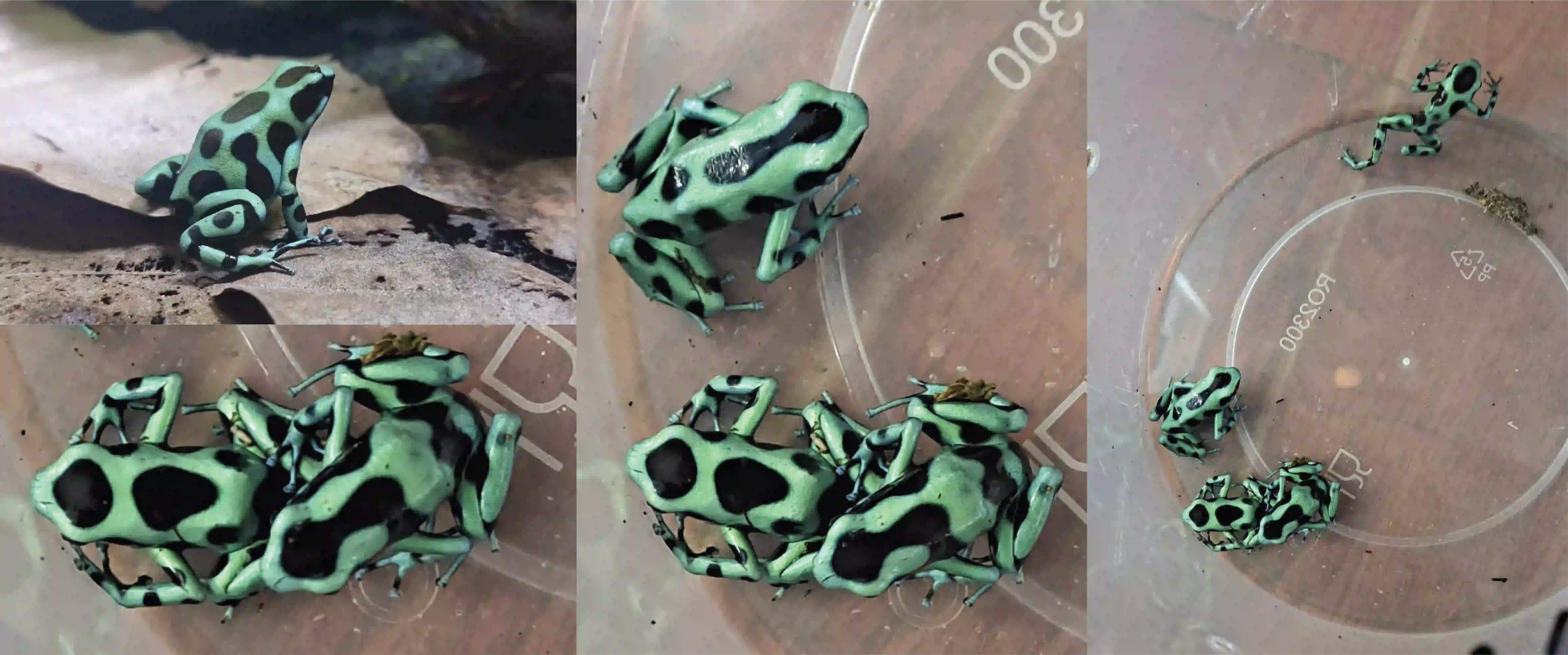 dendrobates auratus