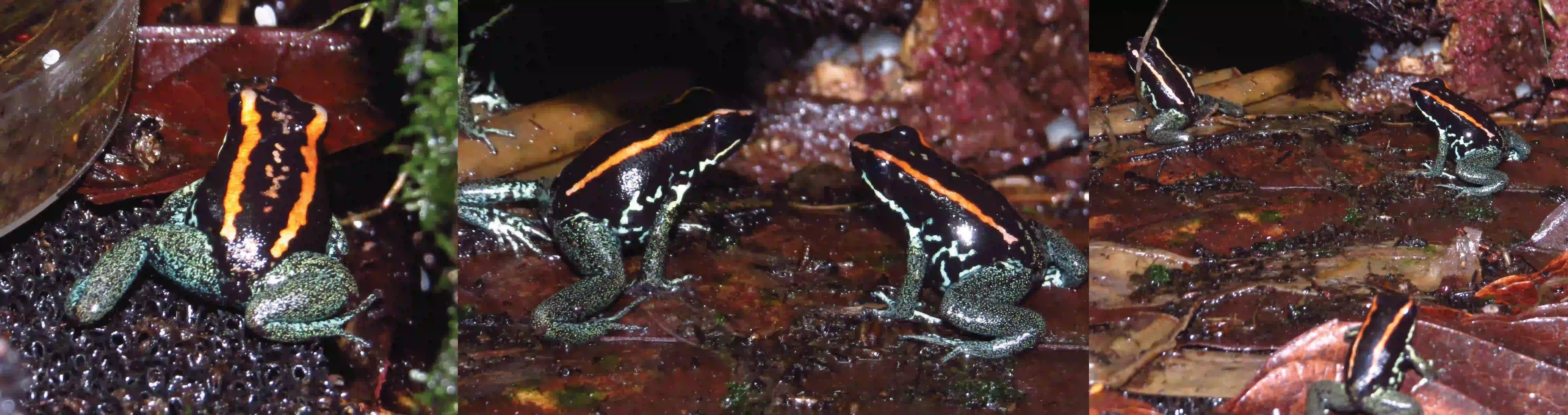 phyllobates